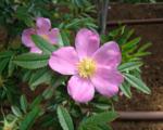 Роза блестящая(Rosa nitida); 40-50(см); С3